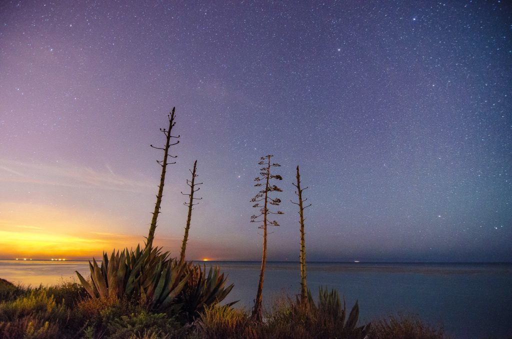 Yucca family under the stars at UCSB West Campus